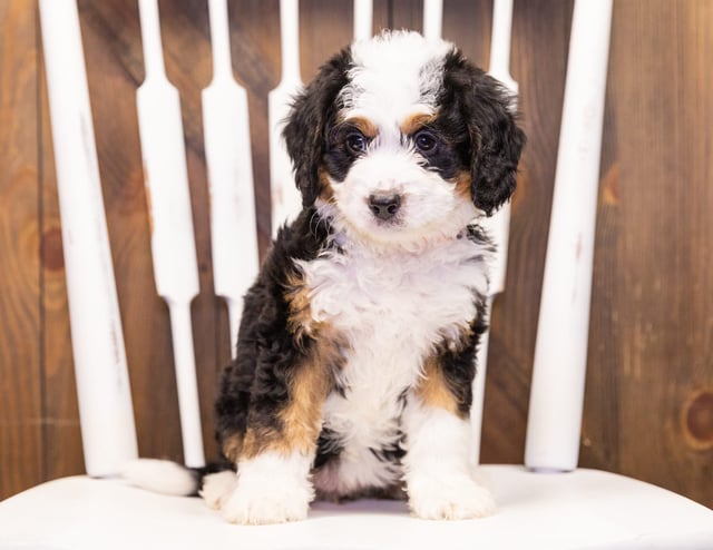 Iona came from Della and Stanley's litter of F1 Bernedoodles