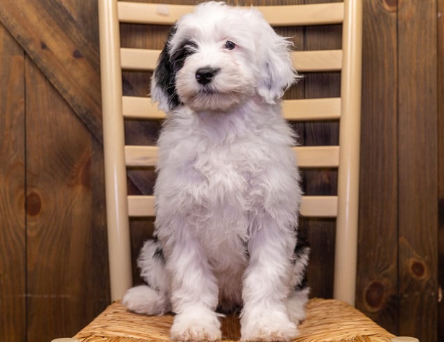 A picture of a Rebecca, one of our Mini Sheepadoodles puppies that went to their home in Iowa