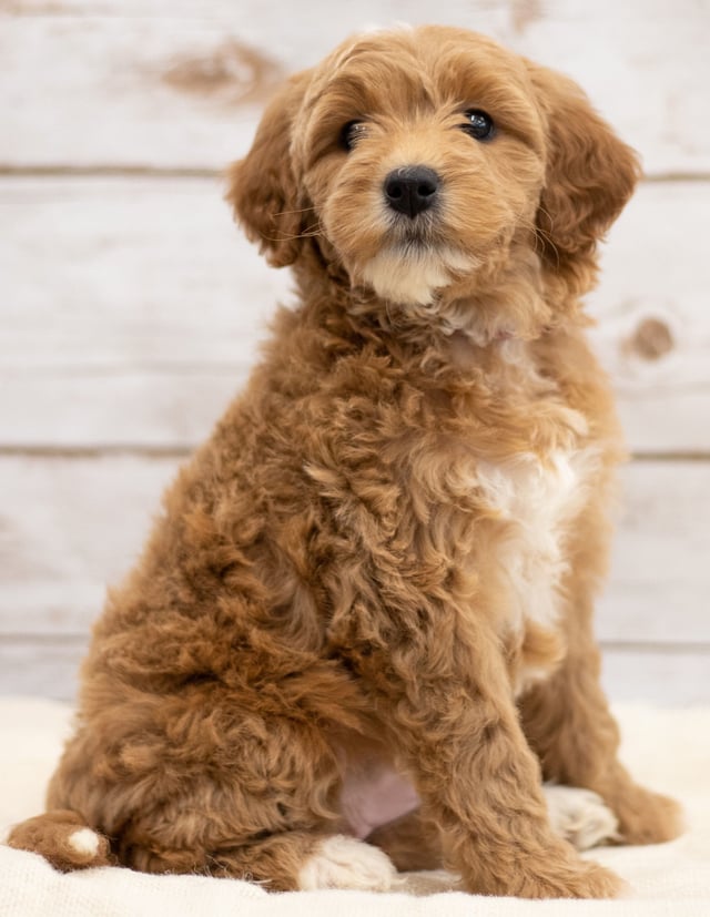 Kuku is an F2B Goldendoodle for sale in Iowa.