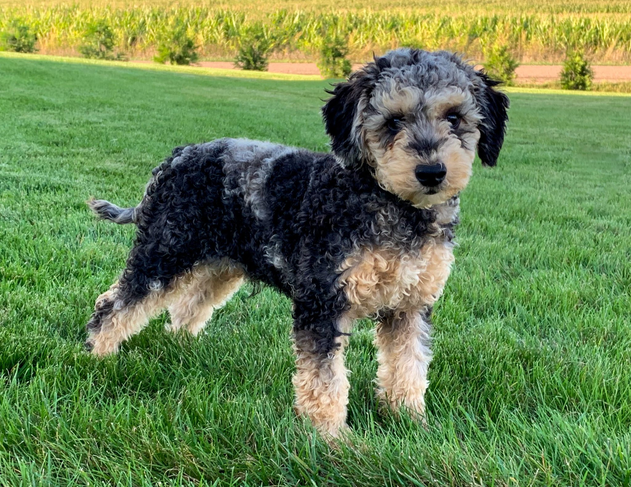 A litter of Mini Goldendoodles raised in Iowa by Poodles 2 Doodles