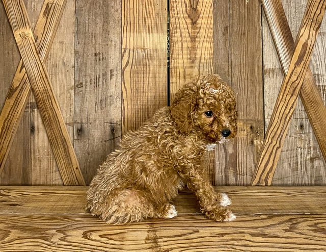 A picture of a Kringle, one of our Petite Goldendoodles puppies that went to their home in Wisconsin 