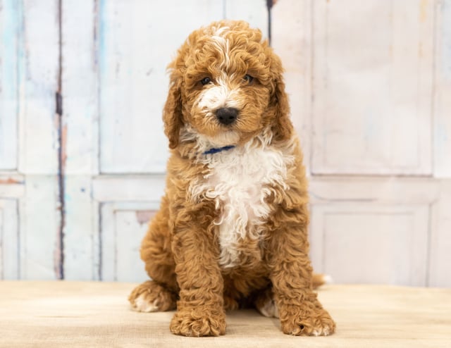 A picture of a Van, one of our Mini Goldendoodles puppies that went to their home in Indiana