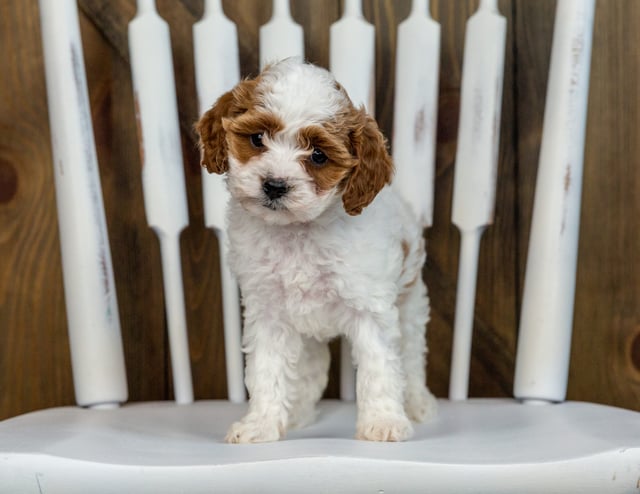 This litter of Cavapoos are of the F1B generation.