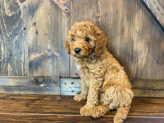 Phil came from Scarlett and Toby's litter of F1BB Goldendoodles