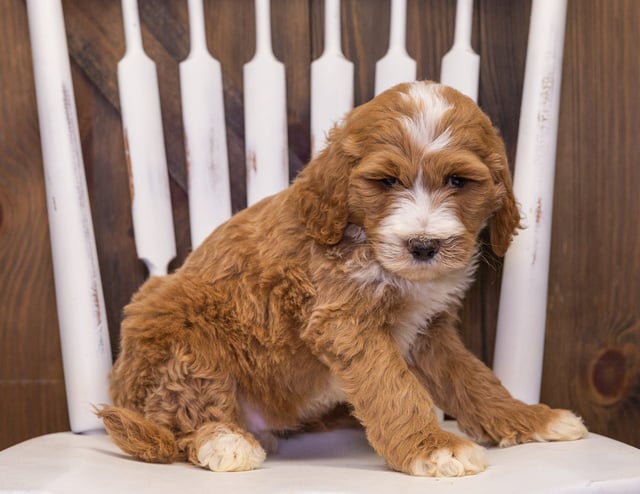 A picture of a Xav, one of our Standard Goldendoodles puppies that went to their home in Nebraska