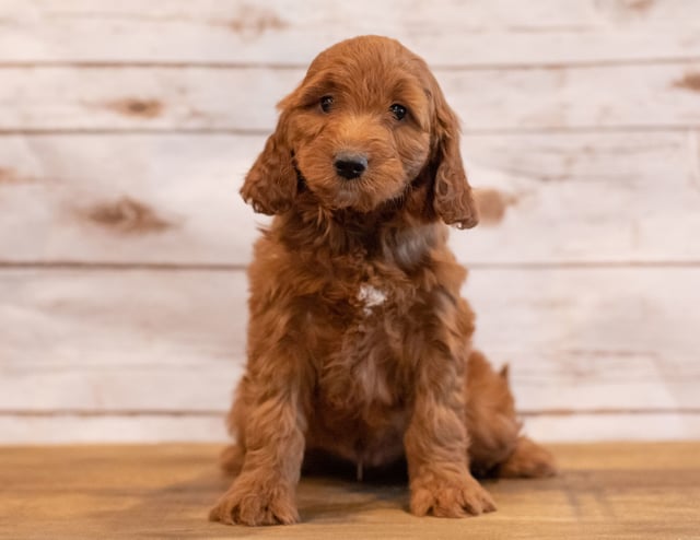 Ned came from Jinx and Reggie's litter of F1 Irish Doodles