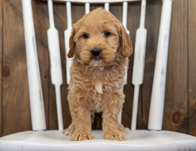 Baylee came from KC and Rugar's litter of F1 Goldendoodles