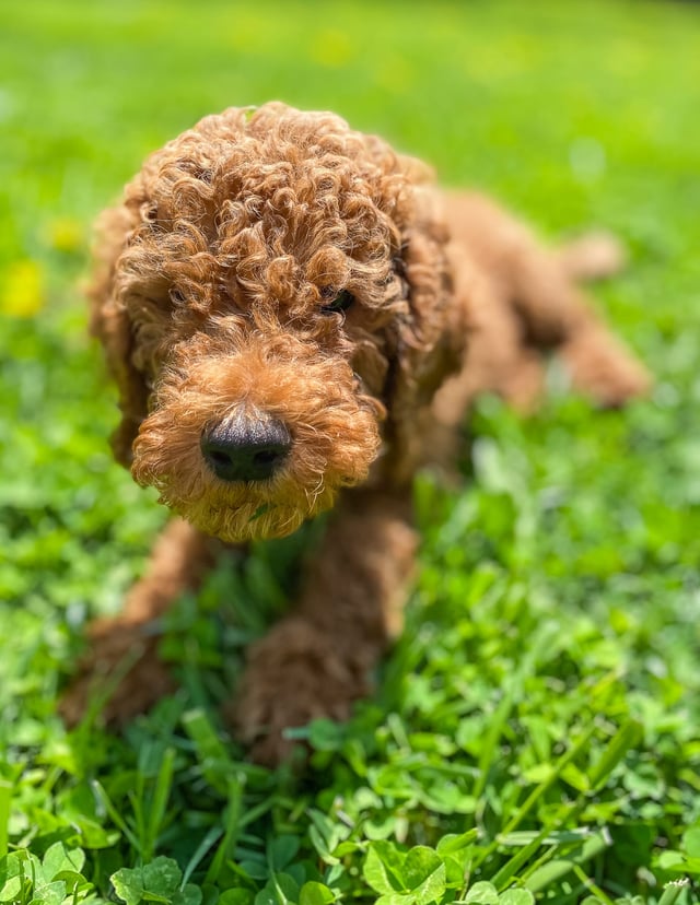 Xander came from Hadley and Toby's litter of F1BB Irish Doodles