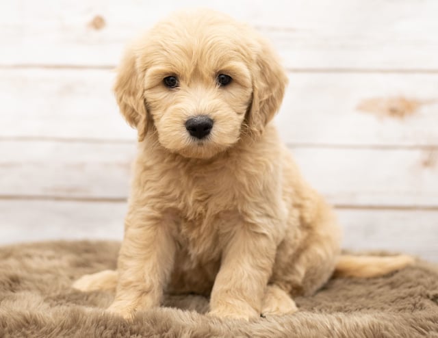 Olga came from Sassy and Houston's litter of Multigen Goldendoodles