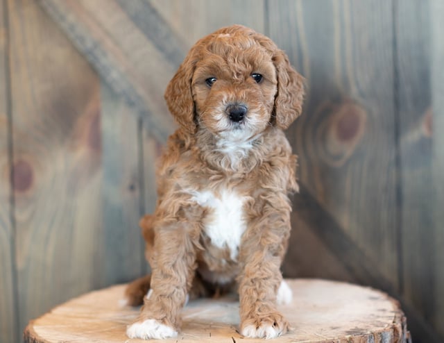 This litter of Goldendoodles are of the F1BB generation.