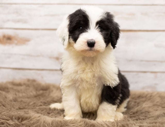 Mia is an F1 Sheepadoodle for sale in Iowa.