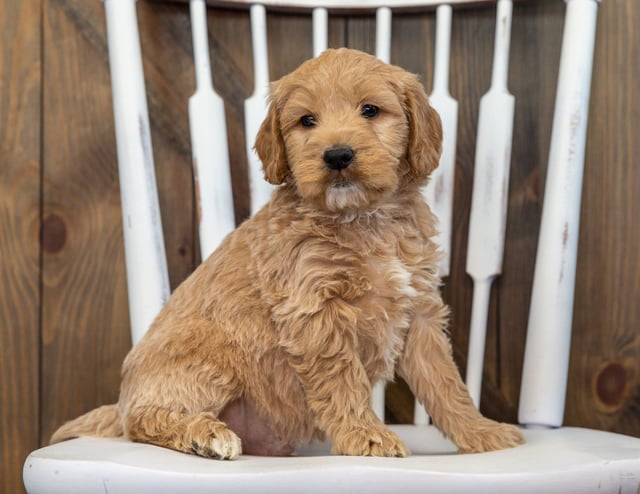 Baylee is an F1 Goldendoodle for sale in Iowa.