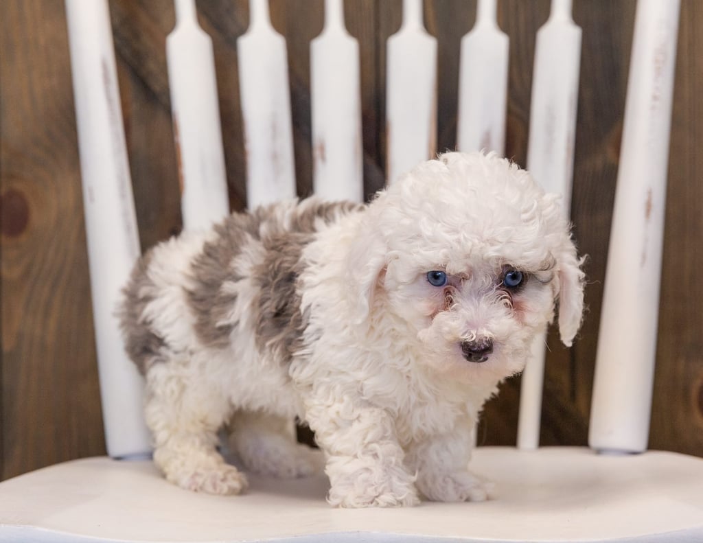 A picture of a Queen, one of our Mini Sheepadoodles puppies that went to their home in California