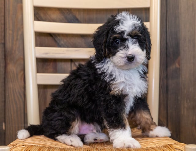 A picture of a Xarco, one of our Mini Bernedoodles puppies that went to their home in Minnesota