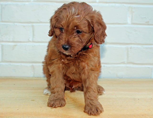 A picture of a Henry, one of our Petite Goldendoodles puppies that went to their home in Pennsylvania 