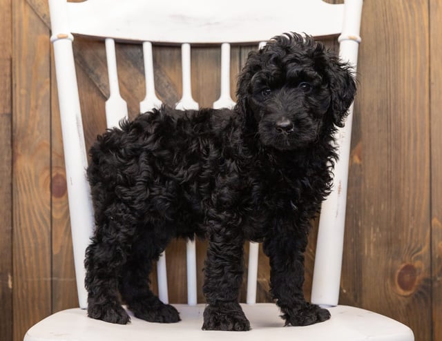 A picture of a Ohana, one of our  Goldendoodles puppies that went to their home in North Dakota