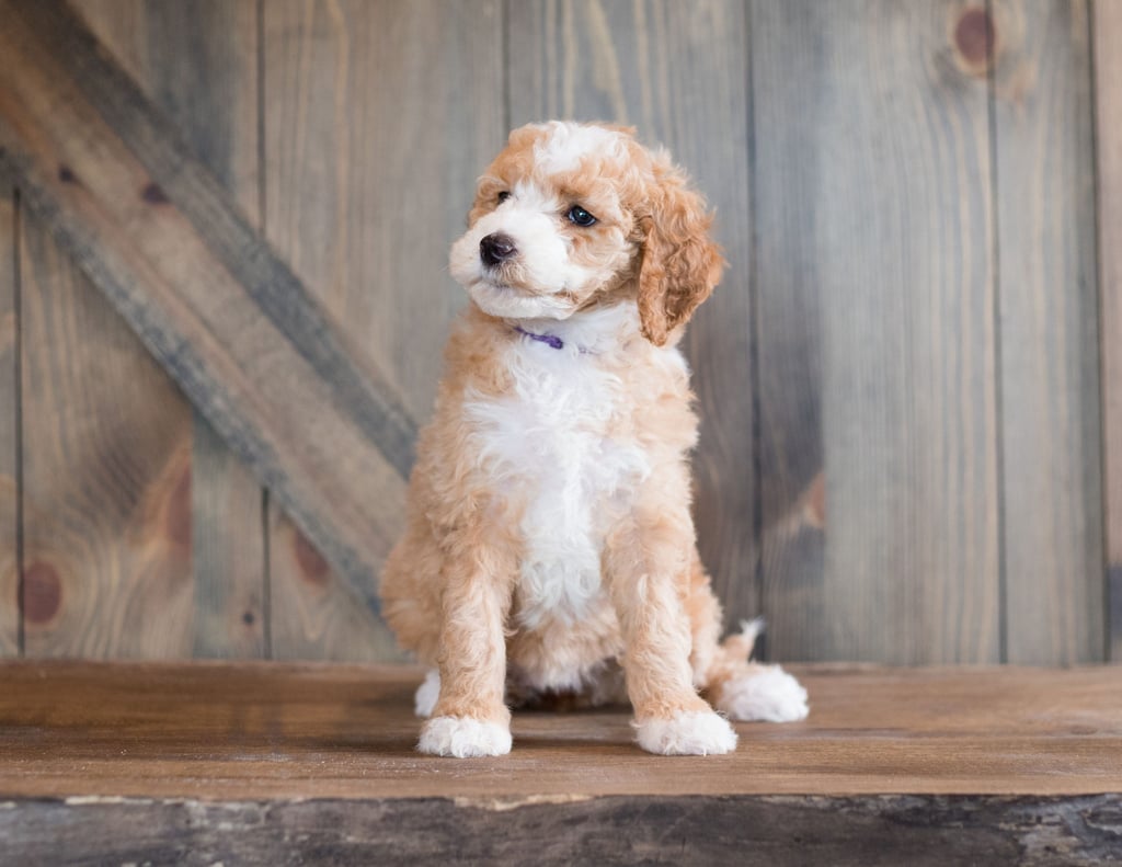 Another great picture of Bali, a Goldendoodles puppy