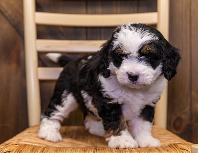 This litter of Bernedoodles are of the F1 generation.