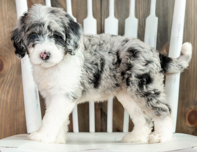 Lyra is an F1B Sheepadoodle that should have  and is currently living in Illinois