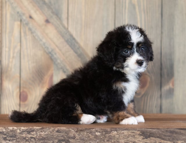 Carly came from Sasha and Stanley's litter of F1 Bernedoodles