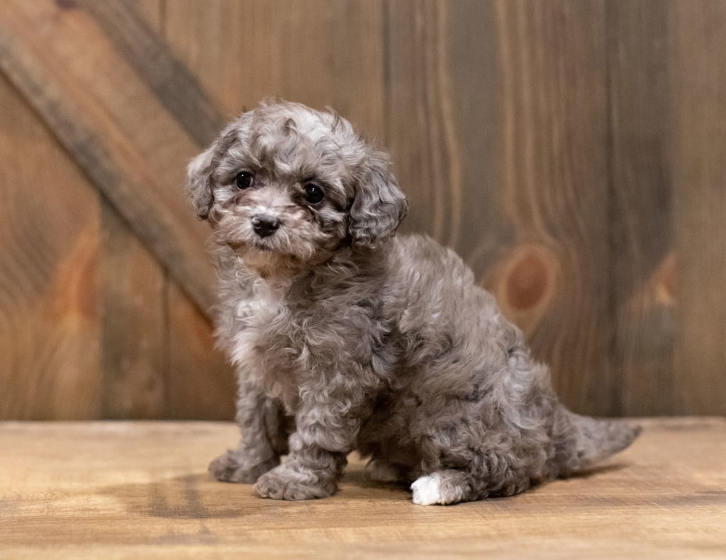 A picture of a Coffee, one of our Petite Cavapoos for sale