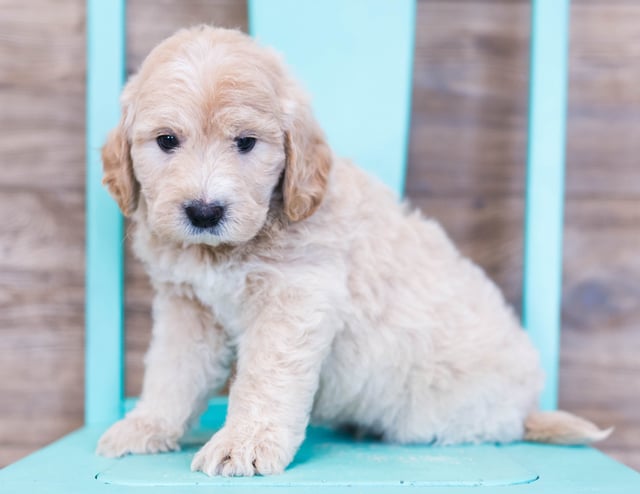 Oddie is an F1 Goldendoodle that should have  and is currently living in Iowa