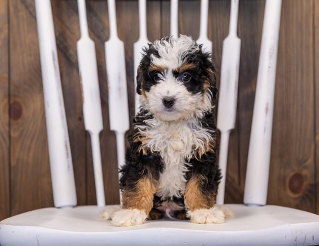 Iynz came from Willow and Stanley's litter of F1 Bernedoodles