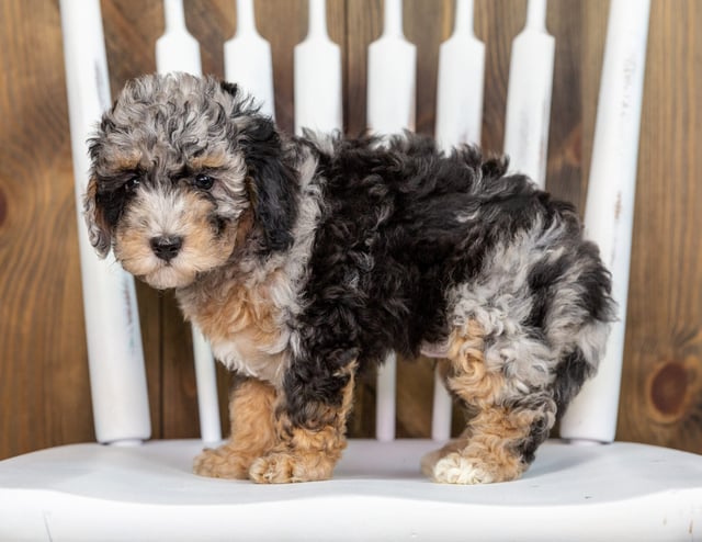 Taylor is an F1BB Bernedoodle that should have  and is currently living in New York