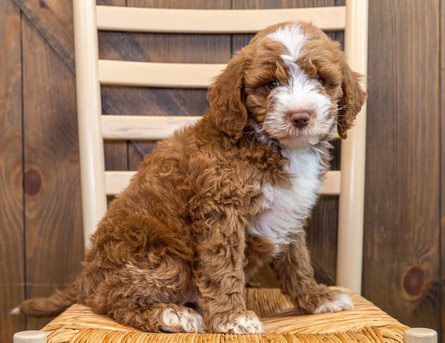 A picture of a Jed, one of our Mini Australian Goldendoodles puppies that went to their home in Illinois