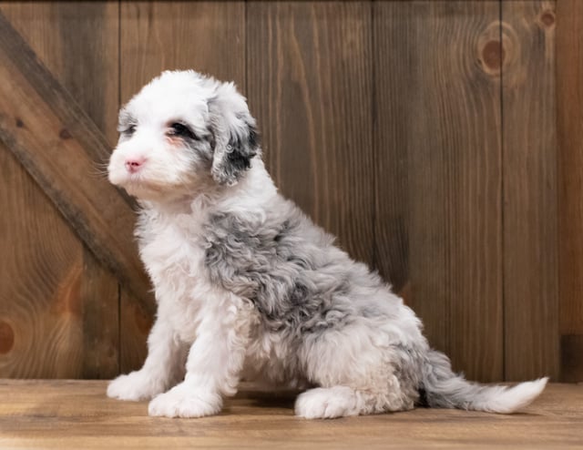 Zola is an F1 Sheepadoodle that should have  and is currently living in Iowa