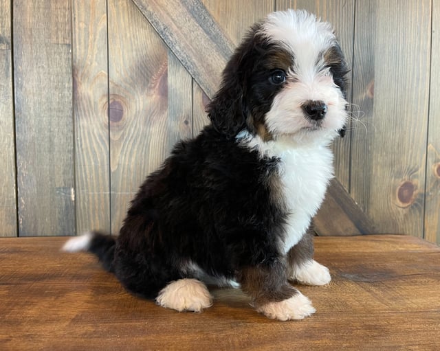 Zoom is an F1 Bernedoodle that should have  and is currently living in Nebraska