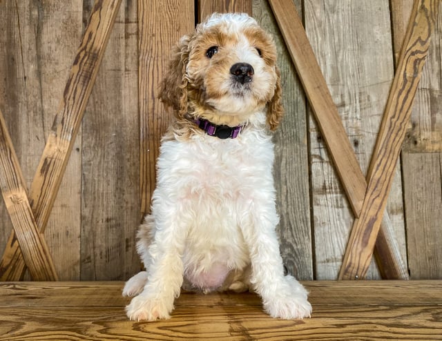 Another pic of our recent Goldendoodle litter