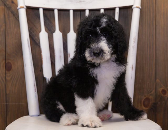 Baylin is an F1 Sheepadoodle that should have  and is currently living in Florida