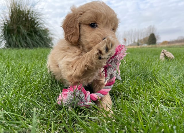 Another great picture of Jazmine, a Goldendoodles puppy