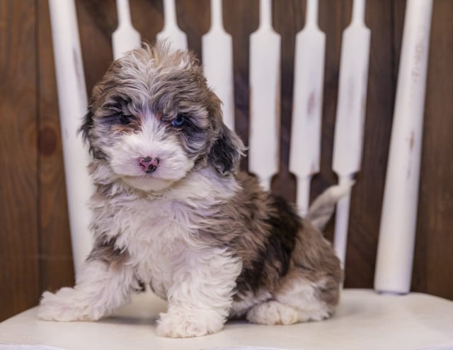 Paisley is an F1B Sheepadoodle that should have  and is currently living in Arizona