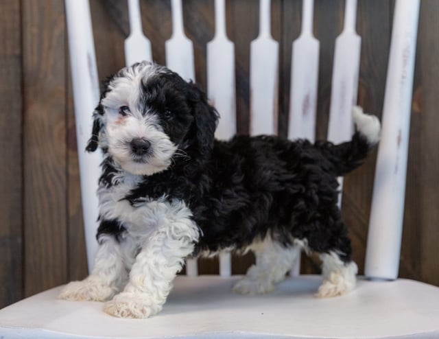 Otto is an F1B Sheepadoodle that should have  and is currently living in Minnesota