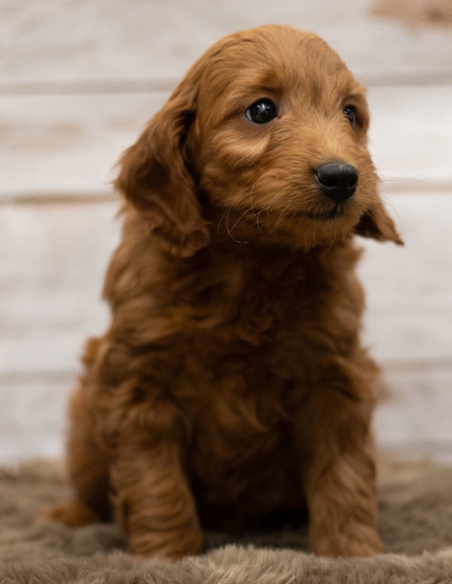 Holly was born on 12/07/2018