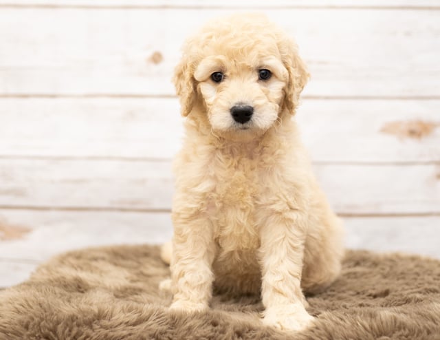 A picture of a Ola, one of our Mini Goldendoodles puppies that went to their home in Nebraska