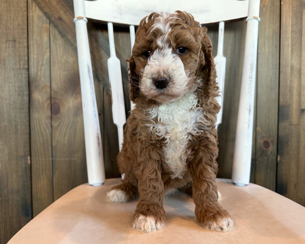 Griffin is an F1B Goldendoodle.