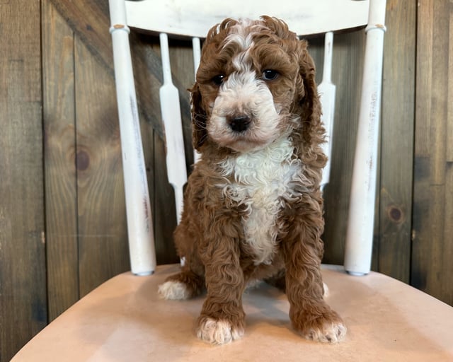 Griffin came from Brandy and Scout's litter of F1B Goldendoodles