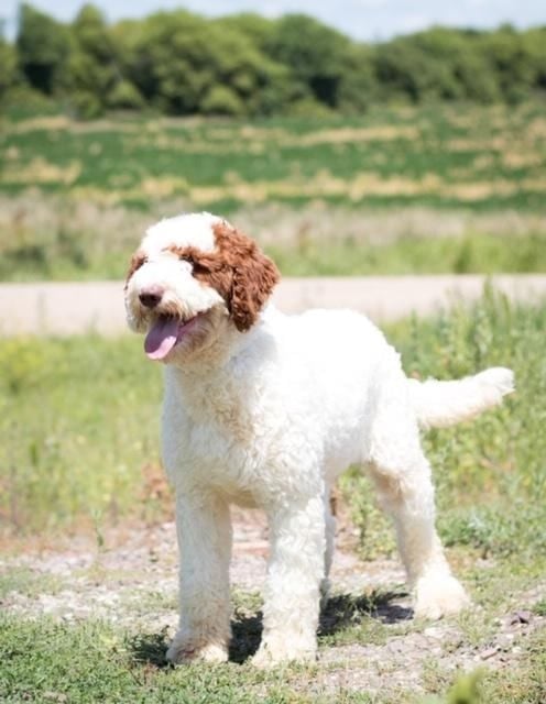 A picture of one of our Goldendoodle mother's, Paisley.