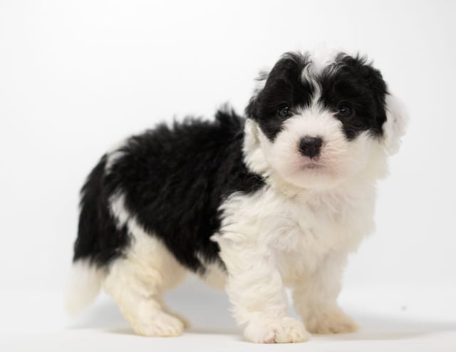 Gem is an F1 Sheepadoodle for sale in Iowa.