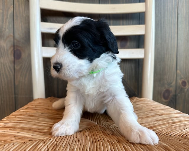 A picture of a Rilee, one of our Standard Sheepadoodles puppies that went to their home in Iowa 