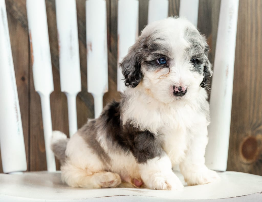 Lucca is an F1B Sheepadoodle that should have  and is currently living in California