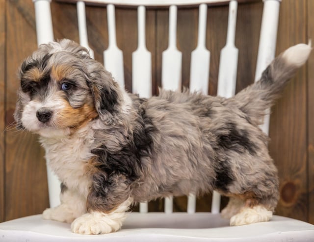 Axel is an F1 Bernedoodle that should have  and is currently living in Kentucky