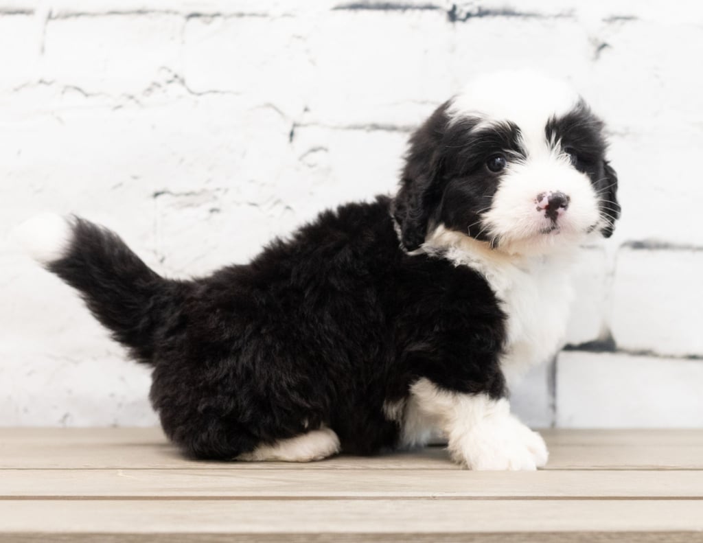 A picture of a Zap, one of our Mini Bernedoodles puppies that went to their home in Canada