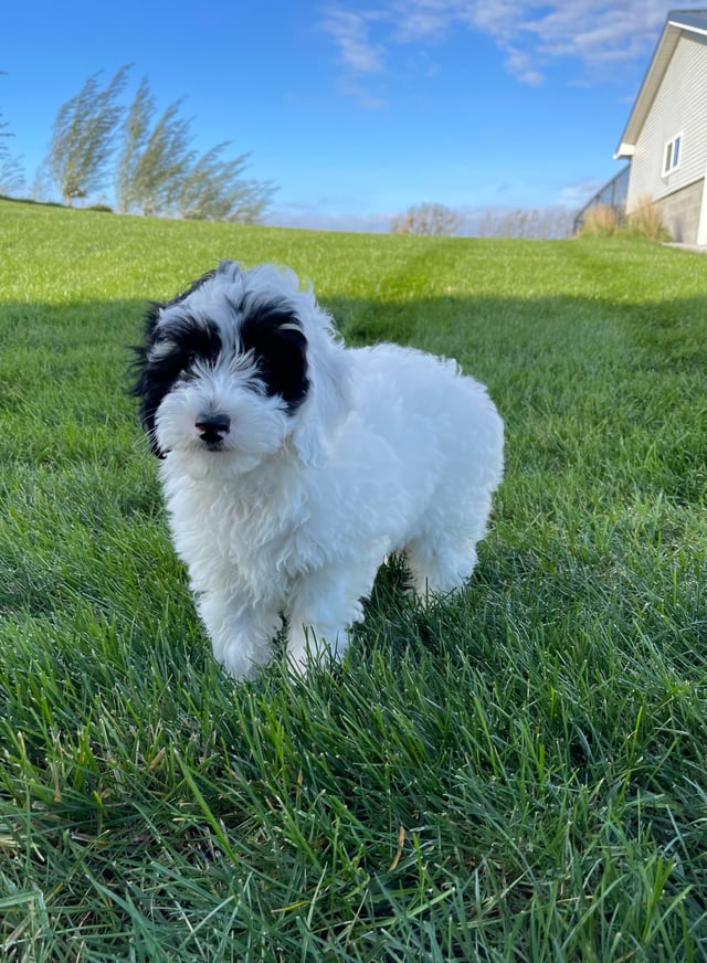 A picture of a Coby, one of our Petite Sheepadoodles puppies that went to their home in Massachusetts