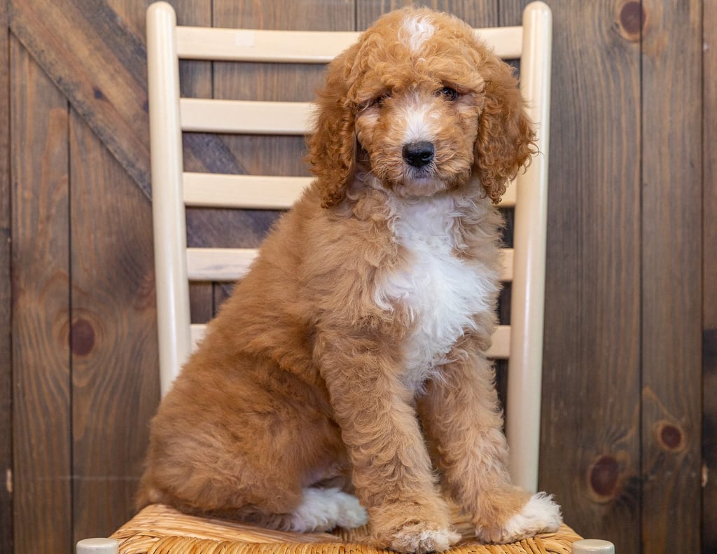 A picture of a Rex, one of our Standard Irish Doodles puppies that went to their home in Iowa