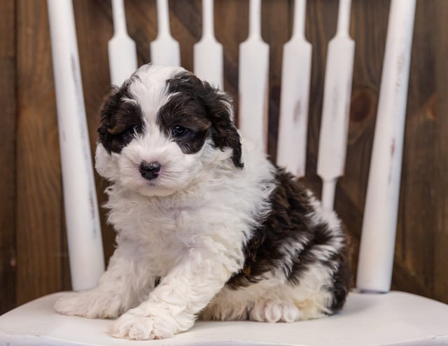 Axl is an F1 Sheepadoodle that should have  and is currently living in Nebraska