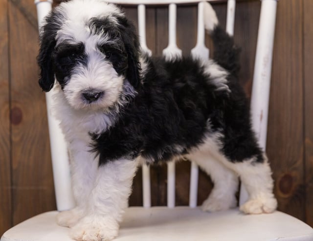 Bart is an F1 Sheepadoodle that should have  and is currently living in Illinois